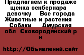 Предлагаем к продаже щенка сенбернара - девочку. - Все города Животные и растения » Собаки   . Амурская обл.,Сковородинский р-н